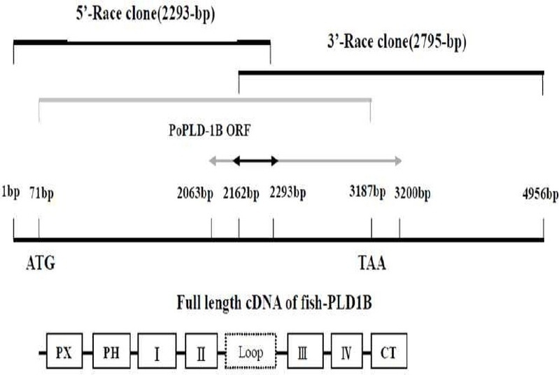[Fig. 1]