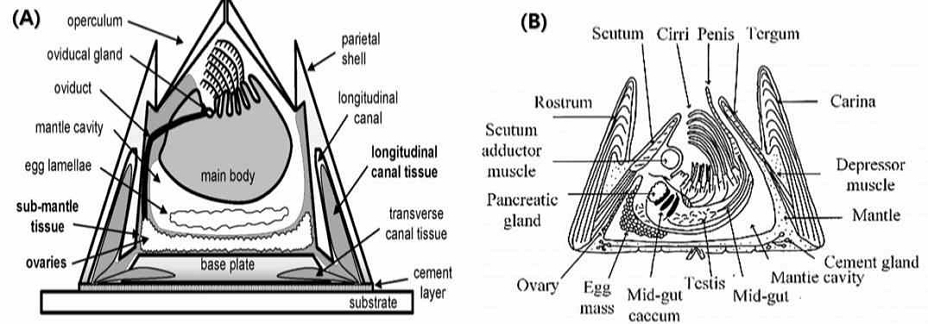 [Fig. 1]