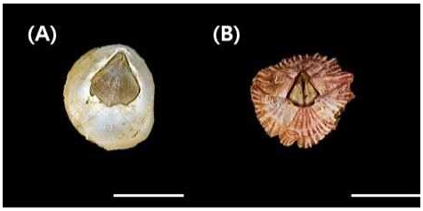 [Fig. 2]