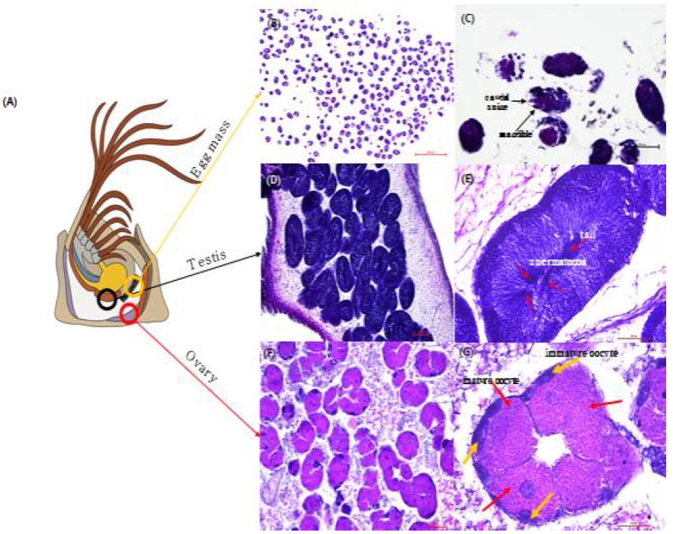 [Fig. 11]