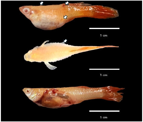 [Fig. 1]