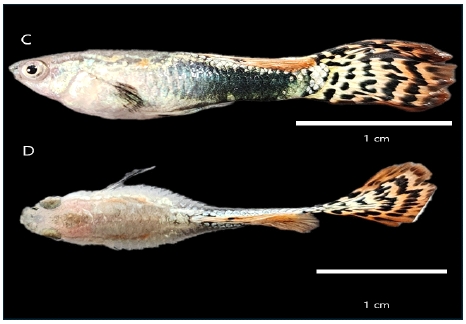 [Fig. 2]