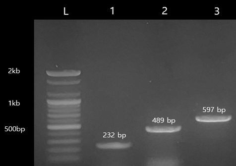 [Fig. 7]