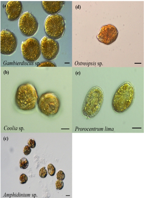 [Fig. 1]